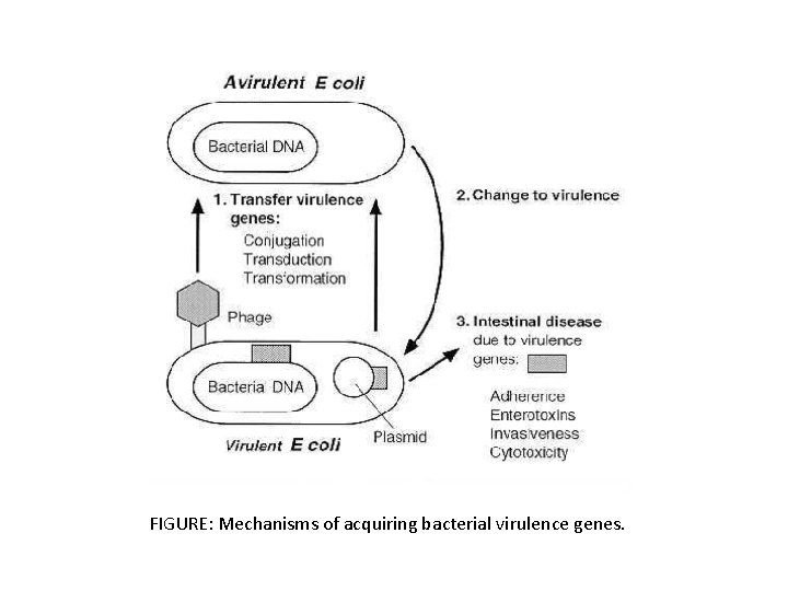 FIGURE: Mechanisms of acquiring bacterial virulence genes. 