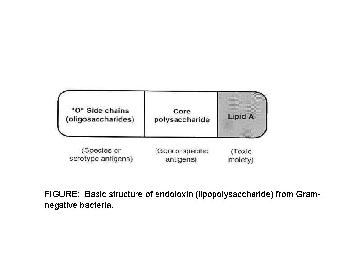 FIGURE: Basic structure of endotoxin (lipopolysaccharide) from Gramnegative bacteria. 
