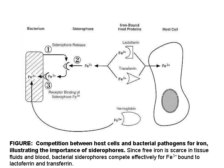 FIGURE: Competition between host cells and bacterial pathogens for iron, illustrating the importance of