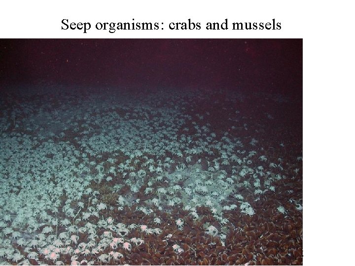 Seep organisms: crabs and mussels http: //www. scielo. cl/fbpe/img/gayana/v 67 n 2/f 1 ramire.