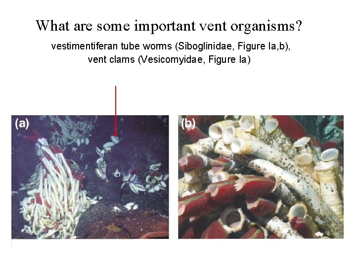 What are some important vent organisms? vestimentiferan tube worms (Siboglinidae, Figure Ia, b), vent