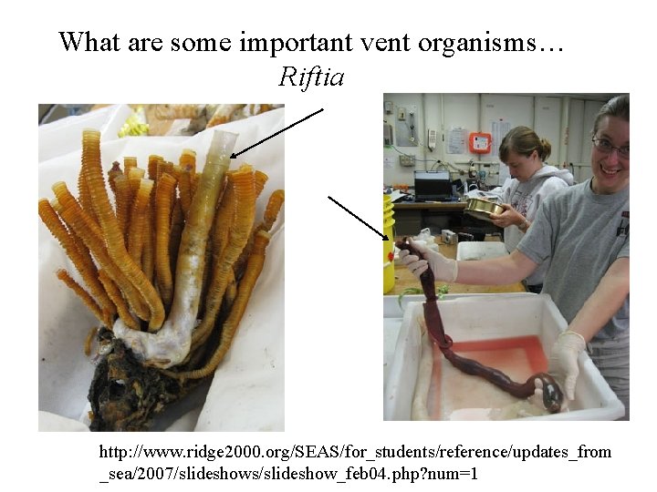 What are some important vent organisms… Riftia • http: //www. ridge 2000. org/SEAS/for_students/reference/updates_from _sea/2007/slideshows/slideshow_feb