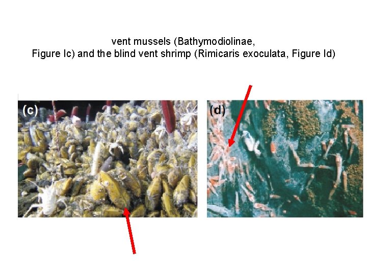 vent mussels (Bathymodiolinae, Figure Ic) and the blind vent shrimp (Rimicaris exoculata, Figure Id)