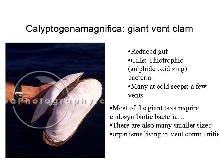 Calyptogenamagnifica: giant vent clam • Reduced gut • Gills: Thiotrophic (sulphide oxidizing) bacteria •