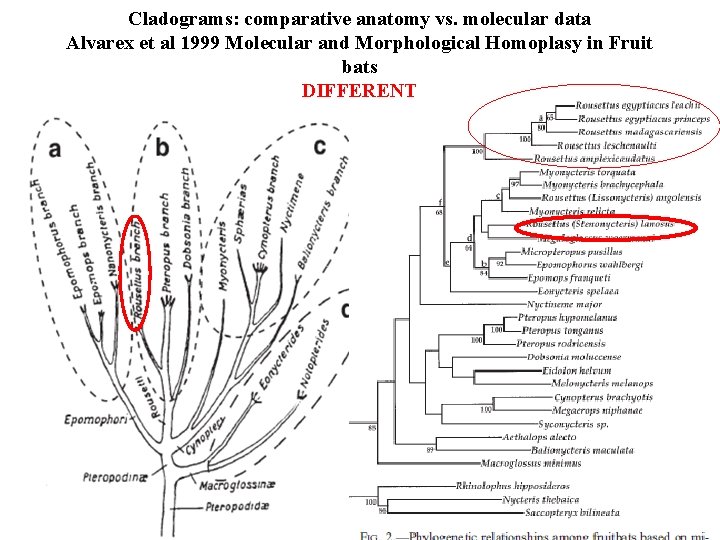 Cladograms: comparative anatomy vs. molecular data Alvarex et al 1999 Molecular and Morphological Homoplasy