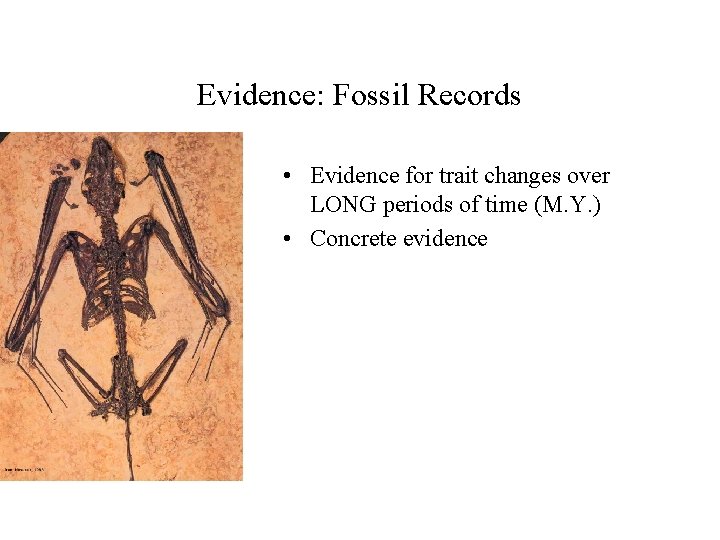Evidence: Fossil Records • Evidence for trait changes over LONG periods of time (M.