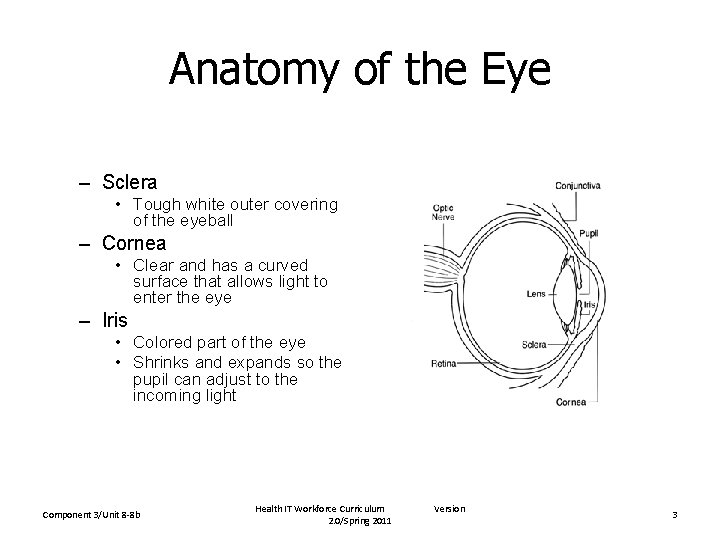 Anatomy of the Eye – Sclera • Tough white outer covering of the eyeball