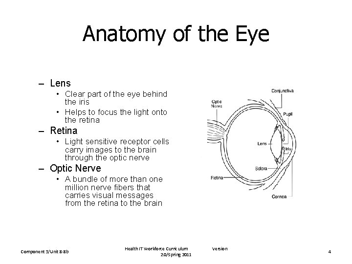 Anatomy of the Eye – Lens • Clear part of the eye behind the