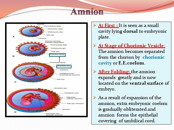 Amnion Ø At First : It is seen as a small cavity lying dorsal