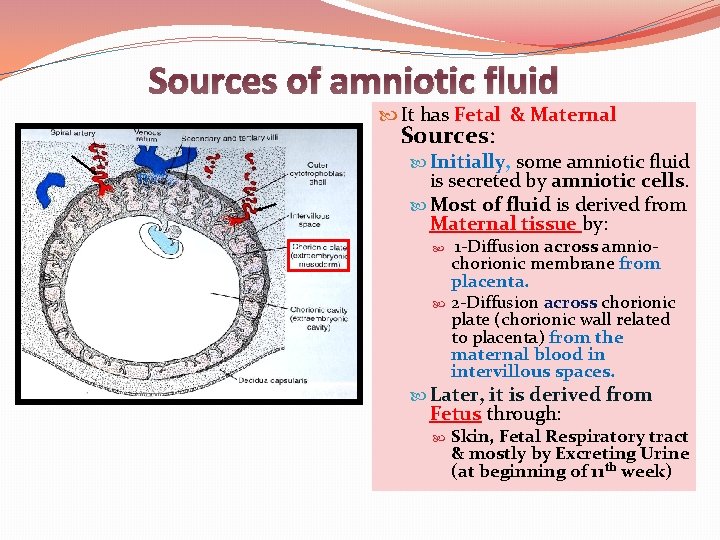 Sources of amniotic fluid It has Fetal & Maternal Sources: Initially, some amniotic fluid