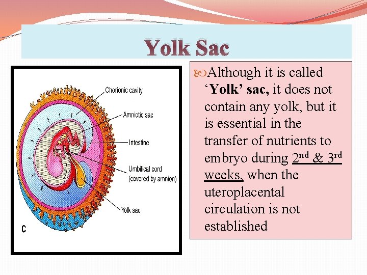 Yolk Sac Although it is called ‘Yolk’ sac, it does not contain any yolk,