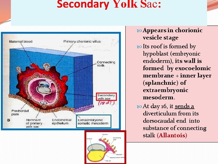 Secondary Yolk Sac: Appears in chorionic vesicle stage Its roof is formed by hypoblast