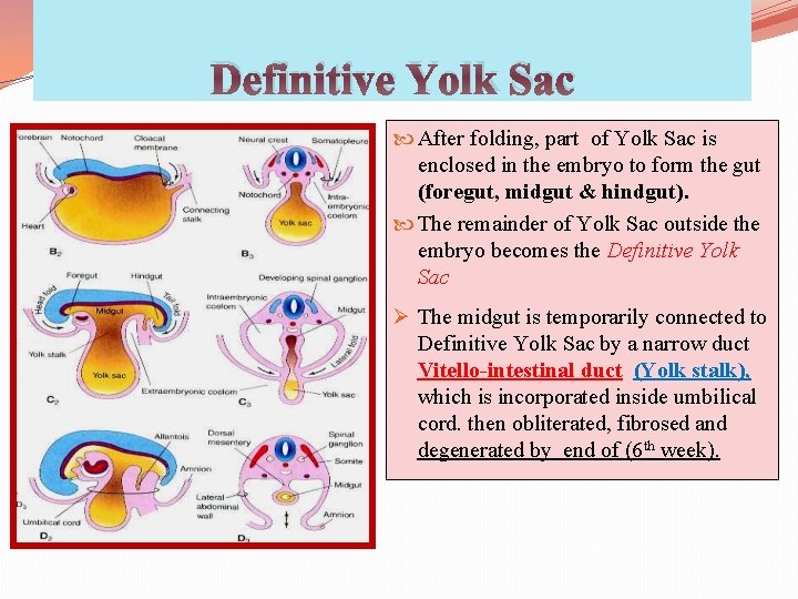 Definitive Yolk Sac After folding, part of Yolk Sac is enclosed in the embryo