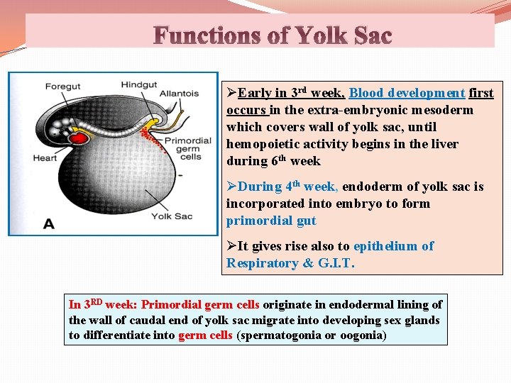 Functions of Yolk Sac ØEarly in 3 rd week, Blood development first occurs in