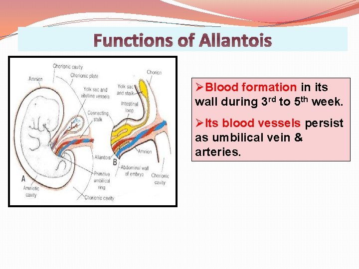 Functions of Allantois ØBlood formation in its wall during 3 rd to 5 th