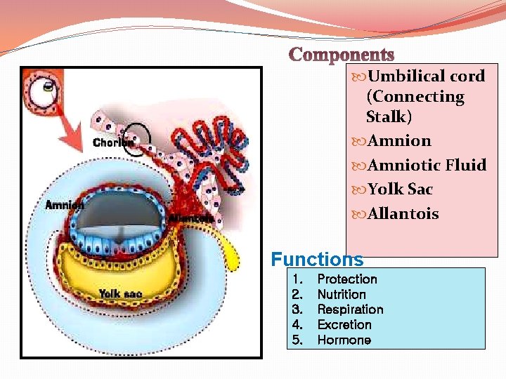 Components Umbilical cord (Connecting Stalk) Amnion Amniotic Fluid Yolk Sac Allantois Functions 1. 2.