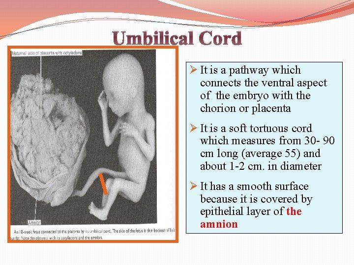Umbilical Cord Ø It is a pathway which connects the ventral aspect of the