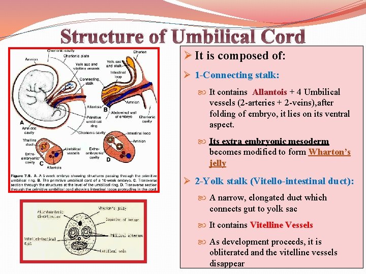 Structure of Umbilical Cord Ø It is composed of: Ø 1 -Connecting stalk: It