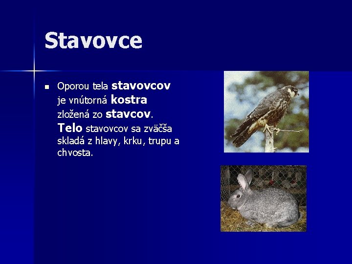 Stavovce n Oporou tela stavovcov je vnútorná kostra zložená zo stavcov. Telo stavovcov sa