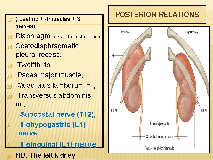  ( Last rib + 4 muscles + 3 nerves) Diaphragm, (last intercostal space)