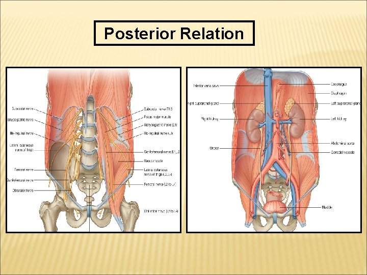 Posterior Relation 