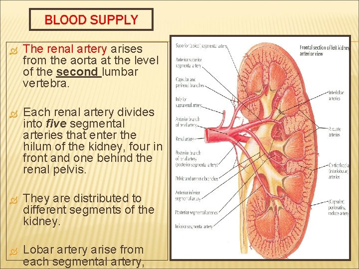 BLOOD SUPPLY The renal artery arises from the aorta at the level of the