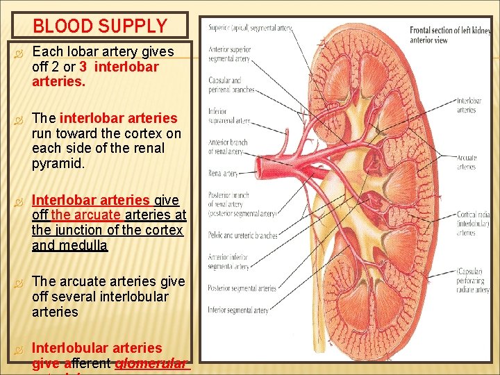 ANATOMY OF KIDNEYS Prof Saeed Abuel Makarem Objectives