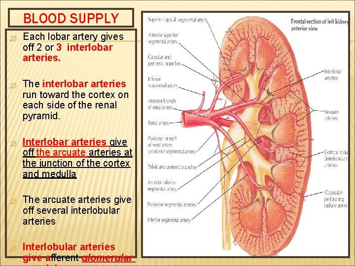 BLOOD SUPPLY Each lobar artery gives off 2 or 3 interlobar arteries. The interlobar