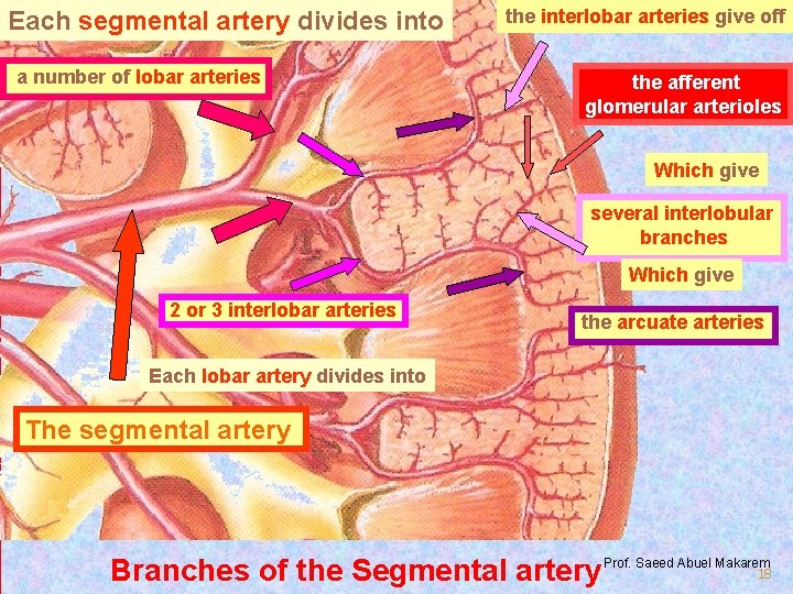 Each segmental artery divides into a number of lobar arteries the interlobar arteries give