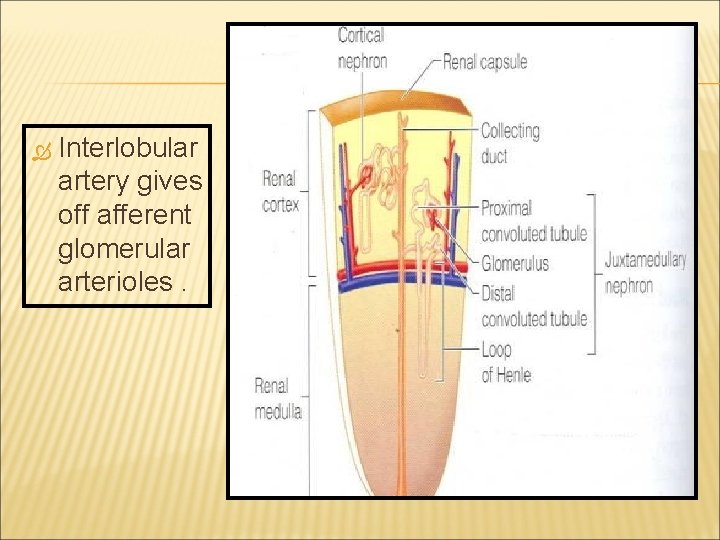  Interlobular artery gives off afferent glomerular arterioles. 