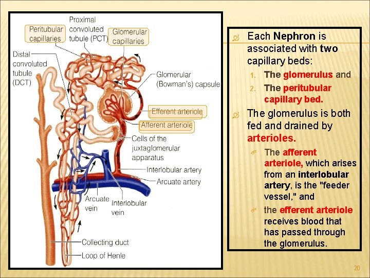  Each Nephron is associated with two capillary beds: 1. 2. The glomerulus and