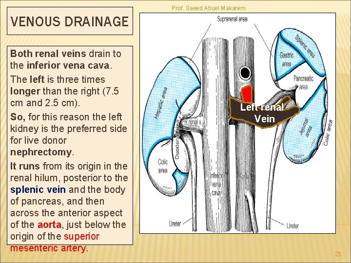 Prof. Saeed Abuel Makarem VENOUS DRAINAGE Both renal veins drain to the inferior vena