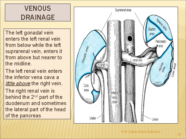 VENOUS DRAINAGE The left gonadal vein enters the left renal vein from below while