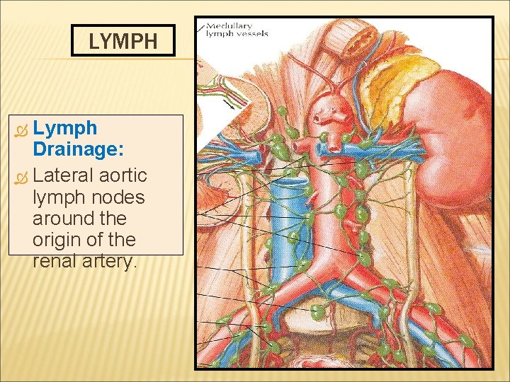 LYMPH Lymph Drainage: Lateral aortic lymph nodes around the origin of the renal artery.