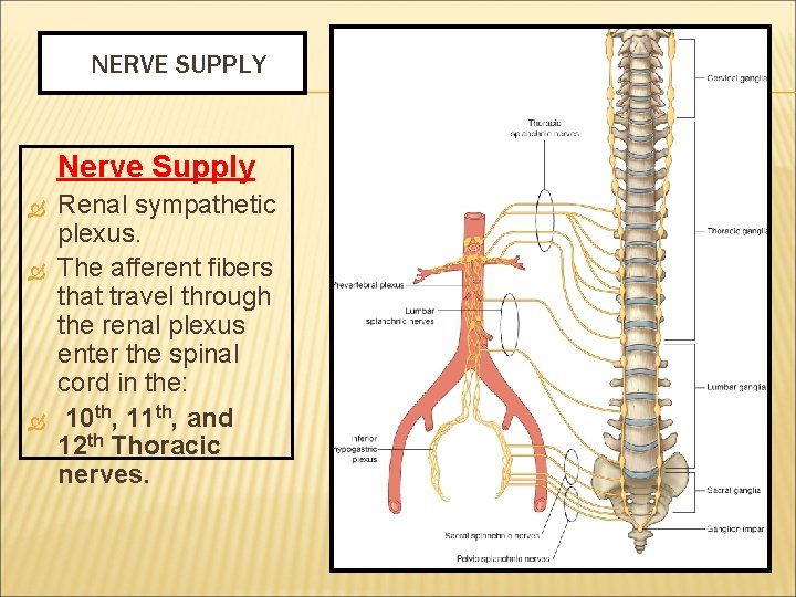 NERVE SUPPLY Nerve Supply Renal sympathetic plexus. The afferent fibers that travel through the