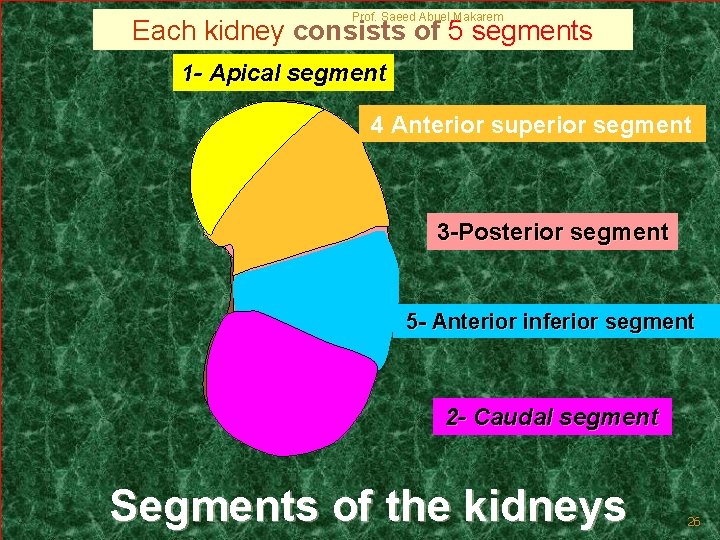 Prof. Saeed Abuel Makarem Each kidney consists of 5 segments 1 - Apical segment