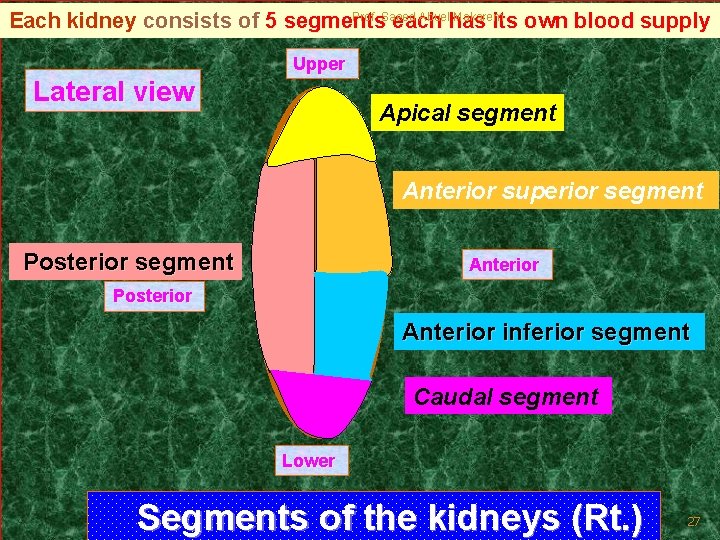Prof. Saeed Abuel Makarem Each kidney consists of 5 segments each has its own
