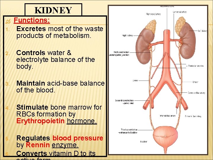 KIDNEY 1. Functions: Excretes most of the waste products of metabolism. 2. Controls water