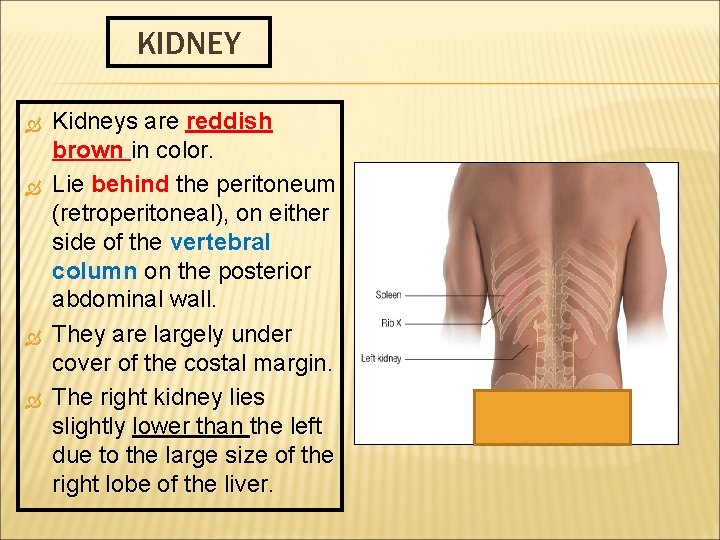 KIDNEY Kidneys are reddish brown in color. Lie behind the peritoneum (retroperitoneal), on either