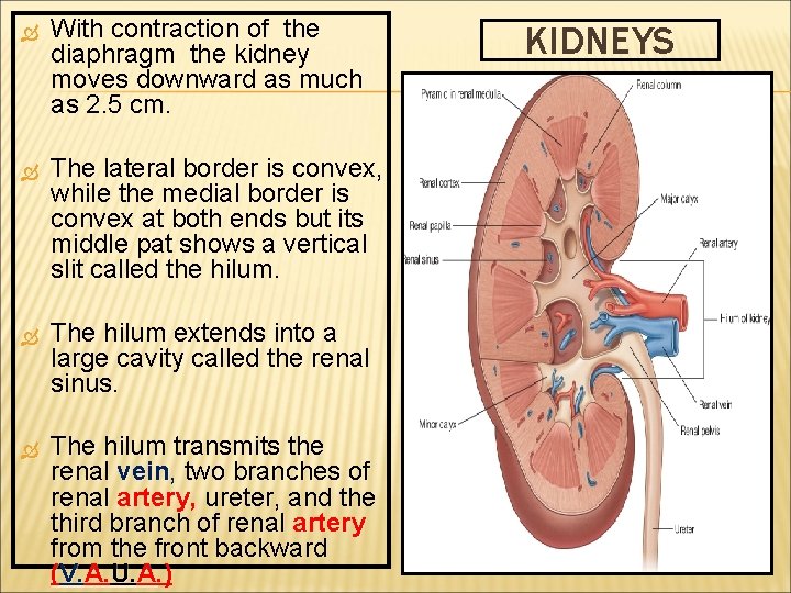  With contraction of the diaphragm the kidney moves downward as much as 2.