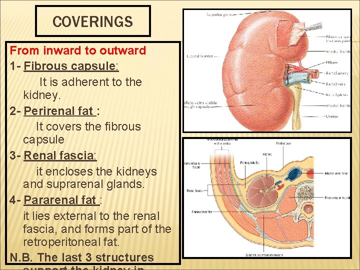 COVERINGS From inward to outward 1 - Fibrous capsule: It is adherent to the