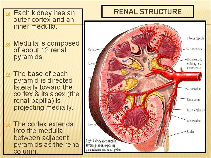  Each kidney has an outer cortex and an inner medulla. Medulla is composed