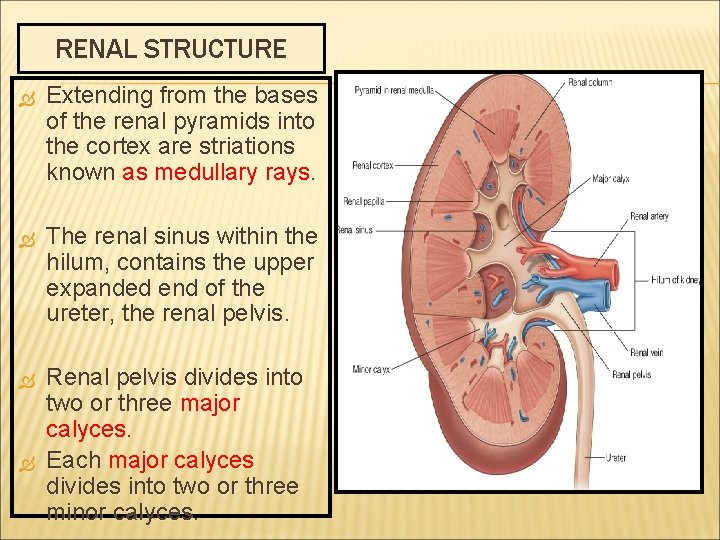 RENAL STRUCTURE Extending from the bases of the renal pyramids into the cortex are