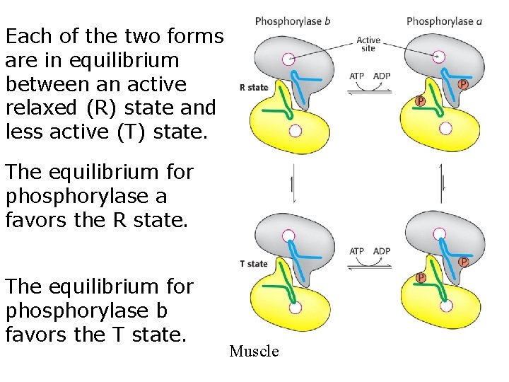 Each of the two forms are in equilibrium between an active relaxed (R) state