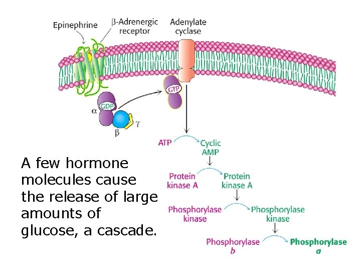 A few hormone molecules cause the release of large amounts of glucose, a cascade.