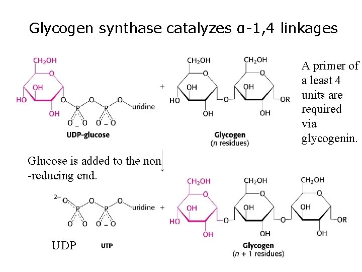 Glycogen synthase catalyzes α-1, 4 linkages A primer of a least 4 units are