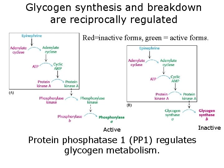 Glycogen synthesis and breakdown are reciprocally regulated Red=inactive forms, green = active forms. Active