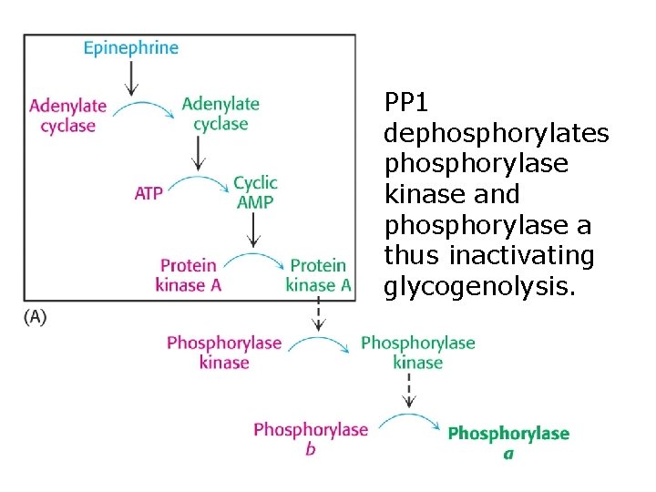 PP 1 dephosphorylates phosphorylase kinase and phosphorylase a thus inactivating glycogenolysis. 