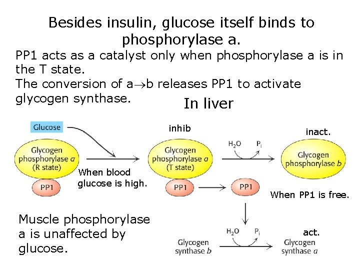 Besides insulin, glucose itself binds to phosphorylase a. PP 1 acts as a catalyst