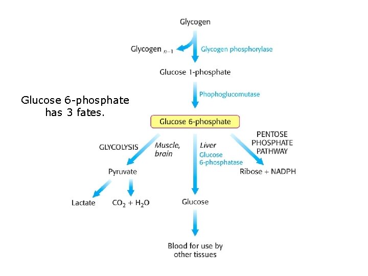 Glucose 6 -phosphate has 3 fates. 